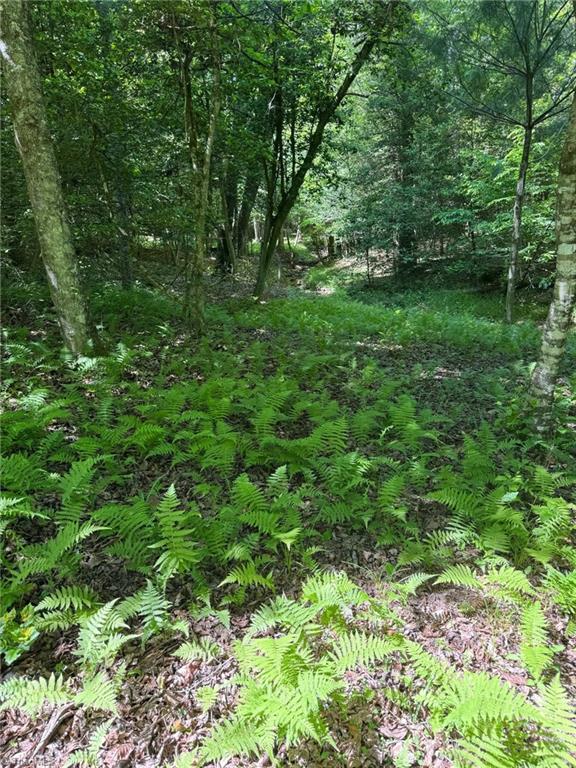 Lot 54 Billings Hill Church Road, Traphill, North Carolina image 17