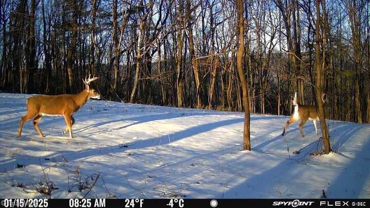 Off Cabin Creek Road, Hays, North Carolina image 8