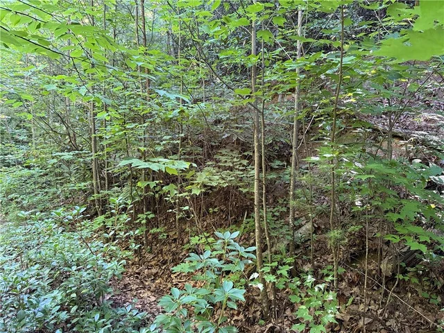 Lot 222 Casey Mountain Road, photo 5 of 28