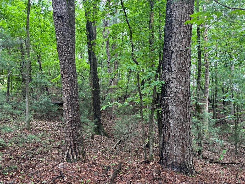 Hg Lewis Road, Thurmond, North Carolina image 15