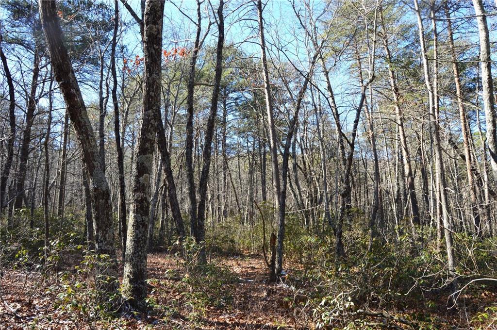 118 Acres - Hanging Rock Park Road, Danbury, North Carolina image 13