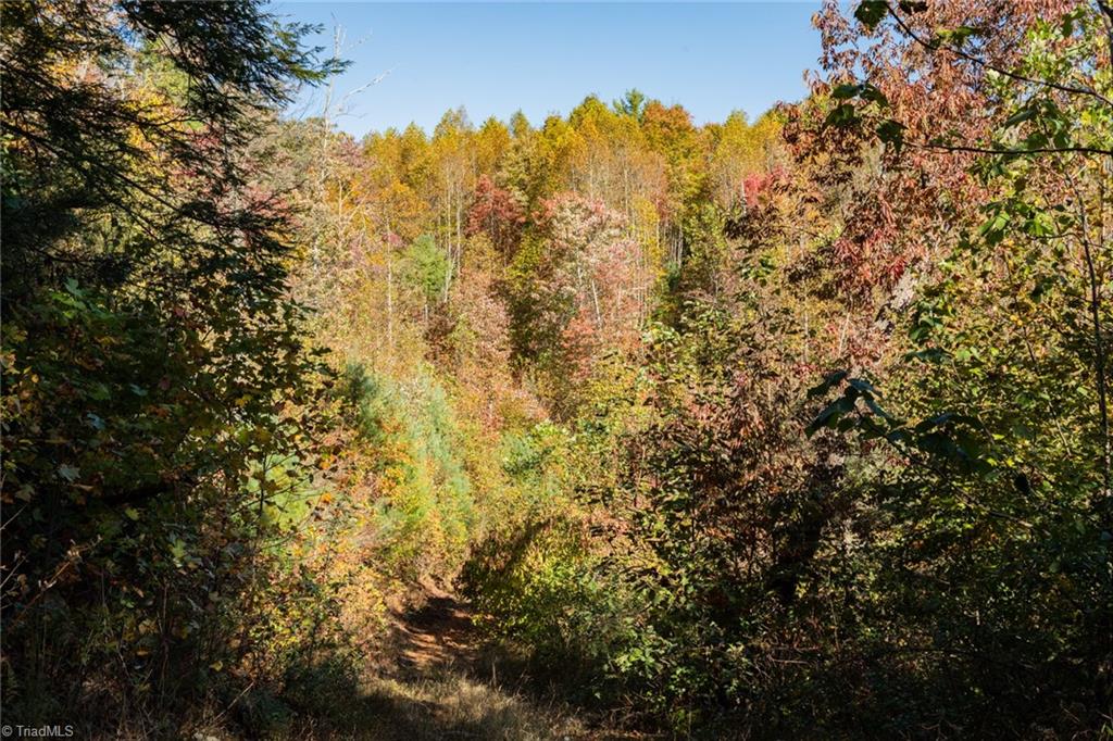 TBD Old Campground Road, Millers Creek, North Carolina image 3