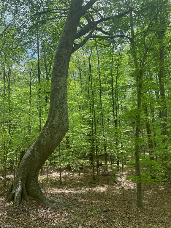 Pebble Brook Road, Sandy Ridge, North Carolina image 3