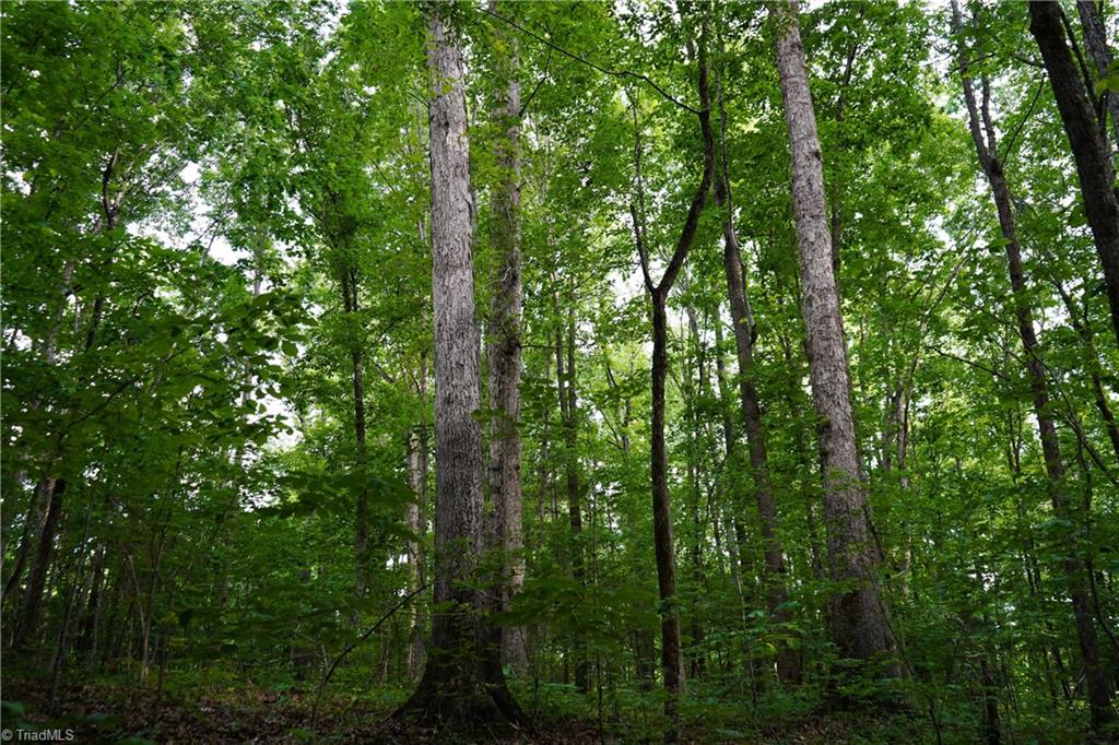 52.79 Acres Atkins Road, Mebane, North Carolina image 16