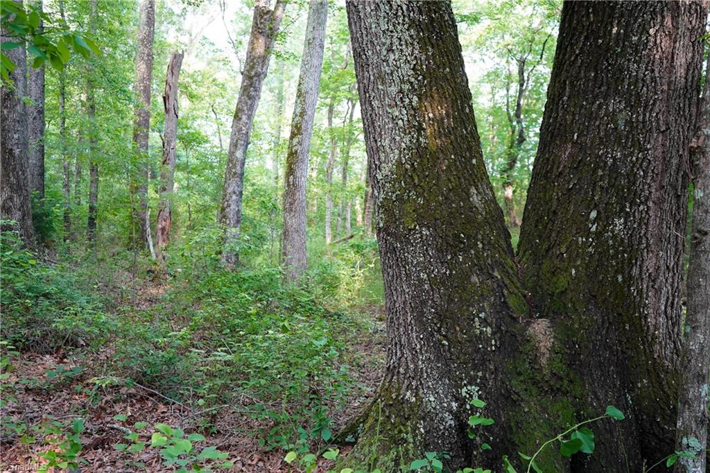 52.79 Acres Atkins Road, Mebane, North Carolina image 28