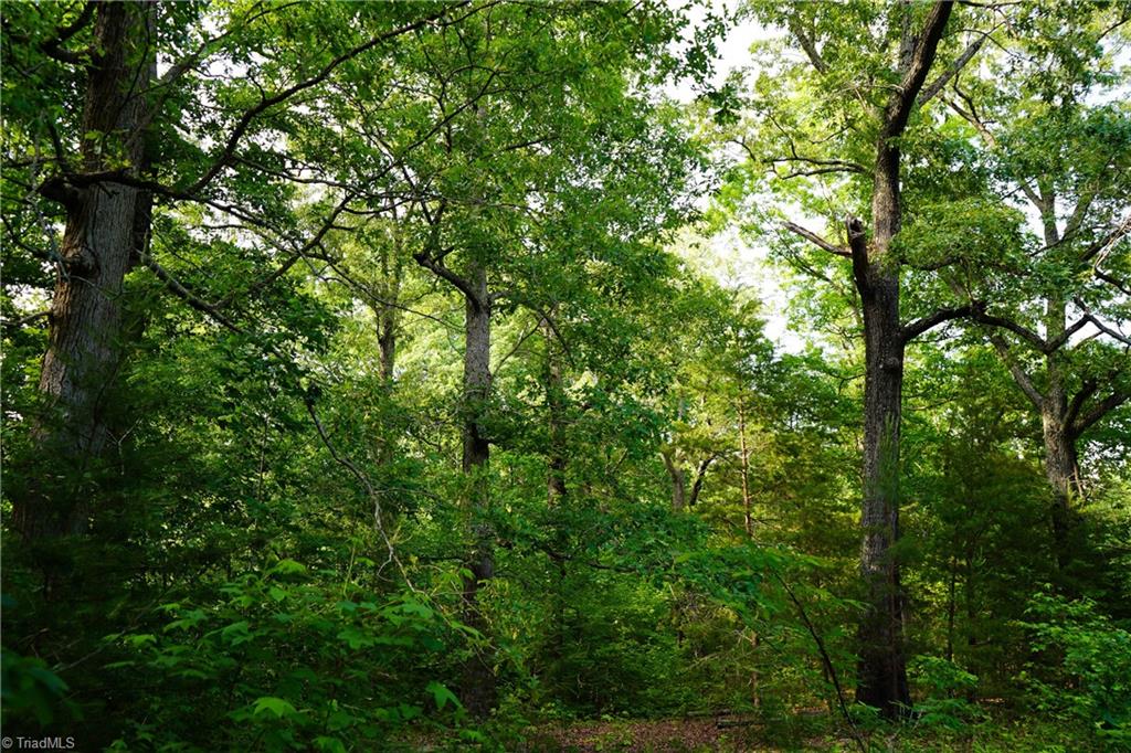 52.79 Acres Atkins Road, Mebane, North Carolina image 10