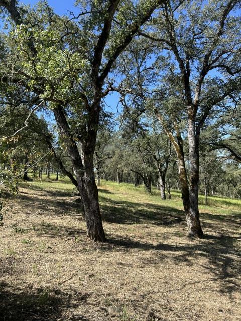 Photo 1 of 39 — 1100 Firth Way, EL DORADO HILLS, CA 95762