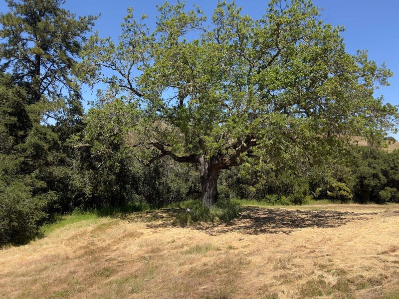 3 Ohlone Trace