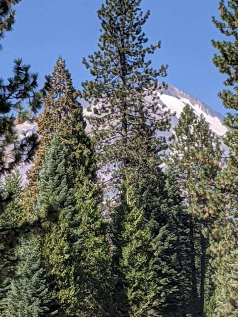 Photo of 21 Ridge Drive, MCCLOUD, CA 96057 (MLS # ML82031545)