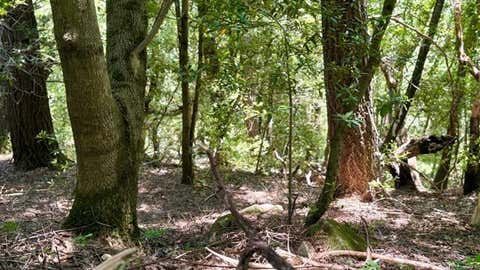 Tiny photo for 19179 Skyline Boulevard, LOS GATOS, CA 95033 (MLS # ML82054733)