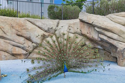 Tiny photo for 223 William Manly Street #1, SAN JOSE, CA 95136 (MLS # ML82029237)