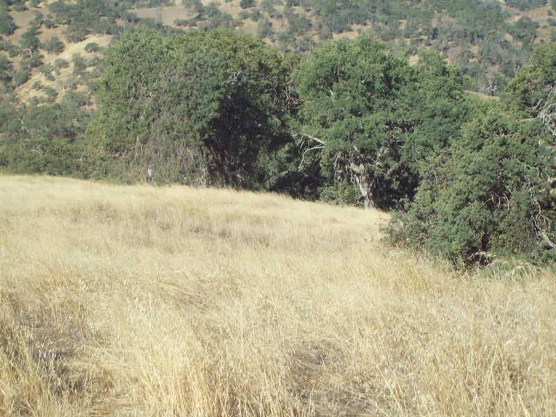 20077 Panoche