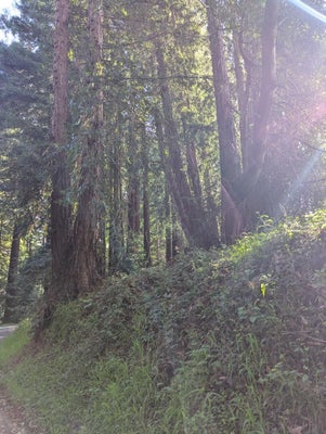 8055 GLEN HAVEN RD, SOQUEL, CA 95073 - Image 34ef1cddfbdddab0f5c679b3e0ee13cd/3705320347