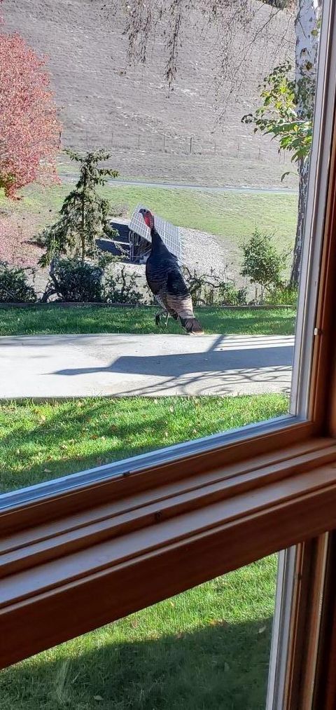 Tiny photo for 20160 Rock Springs Lane, AROMAS, CA 95004 (MLS # ML82027882)