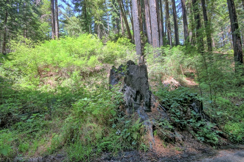 154 Leafwood Drive