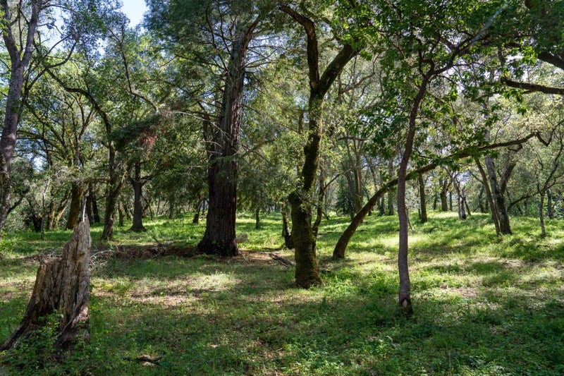 35000 Robinson Canyon Road