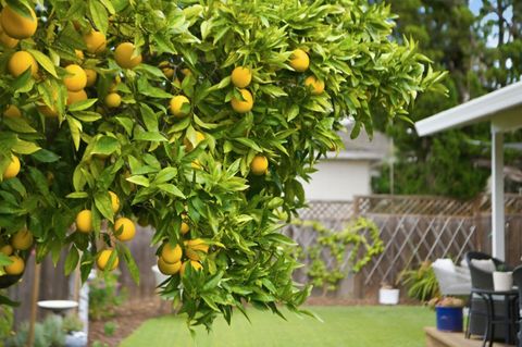 Tiny photo for 171 Santiago Avenue, Redwood City, CA 94061 (MLS # ML82036419)