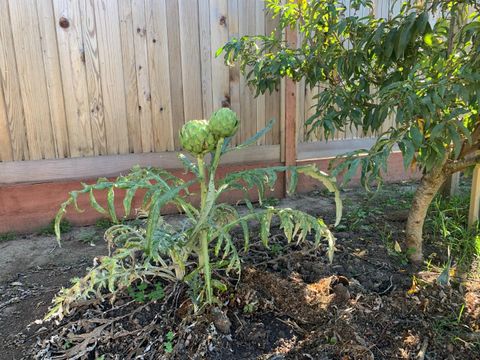 Tiny photo for 166 Afton Road, SALINAS, CA 93905 (MLS # ML82027525)