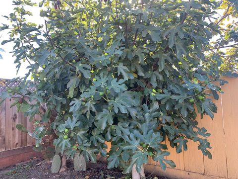 Tiny photo for 166 Afton Road, SALINAS, CA 93905 (MLS # ML82027525)