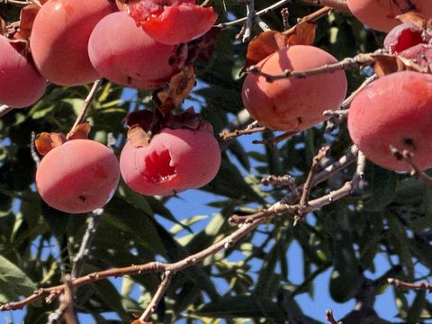 Tiny photo for 718 Webster Drive, San Jose, CA 95133 (MLS # ML82030358)