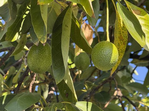 Tiny photo for 718 Webster Drive, San Jose, CA 95133 (MLS # ML82030358)