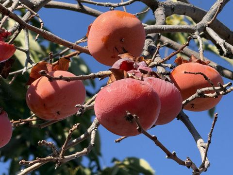 Tiny photo for 718 Webster Drive, San Jose, CA 95133 (MLS # ML82030358)