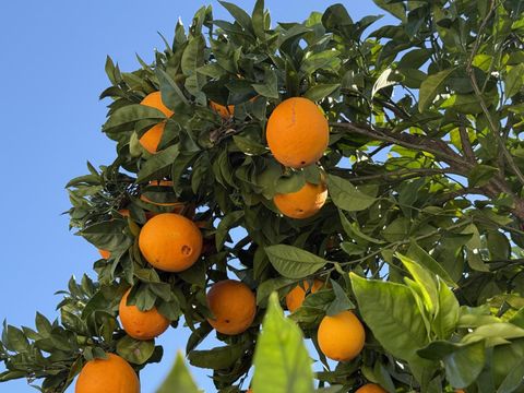 Tiny photo for 718 Webster Drive, San Jose, CA 95133 (MLS # ML82030358)