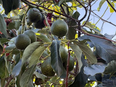 Tiny photo for 718 Webster Drive, San Jose, CA 95133 (MLS # ML82030358)