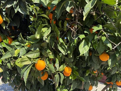 Tiny photo for 718 Webster Drive, San Jose, CA 95133 (MLS # ML82030358)