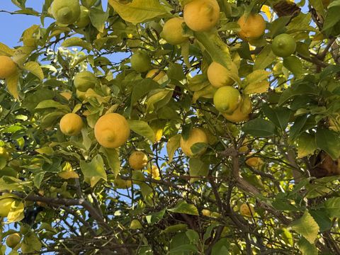 Tiny photo for 718 Webster Drive, San Jose, CA 95133 (MLS # ML82030358)