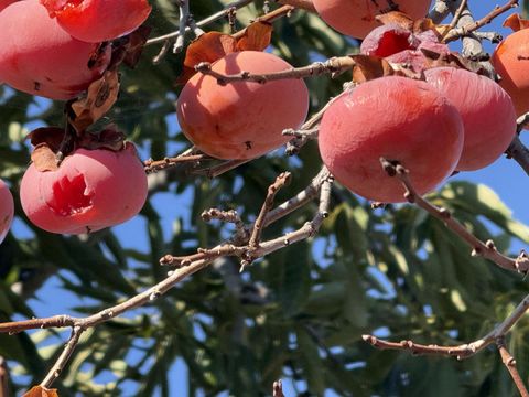 Tiny photo for 718 Webster Drive, San Jose, CA 95133 (MLS # ML82030358)