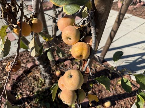 Tiny photo for 718 Webster Drive, San Jose, CA 95133 (MLS # ML82030358)