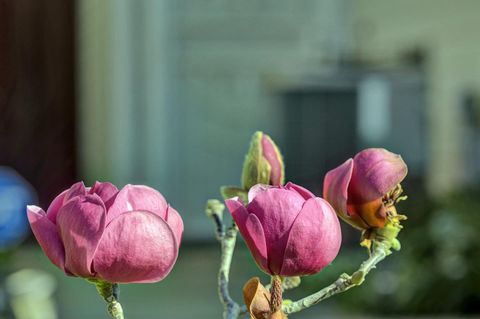 Tiny photo for 5254 Country Forge Lane, SAN JOSE, CA 95136 (MLS # ML82035055)