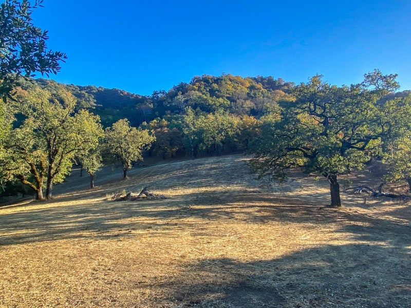 22 Arroyo Sequoia