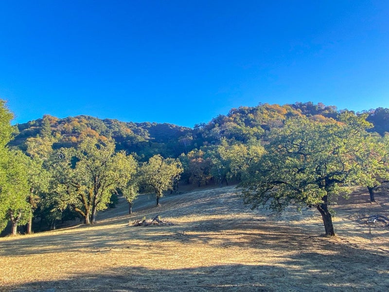 22 Arroyo Sequoia