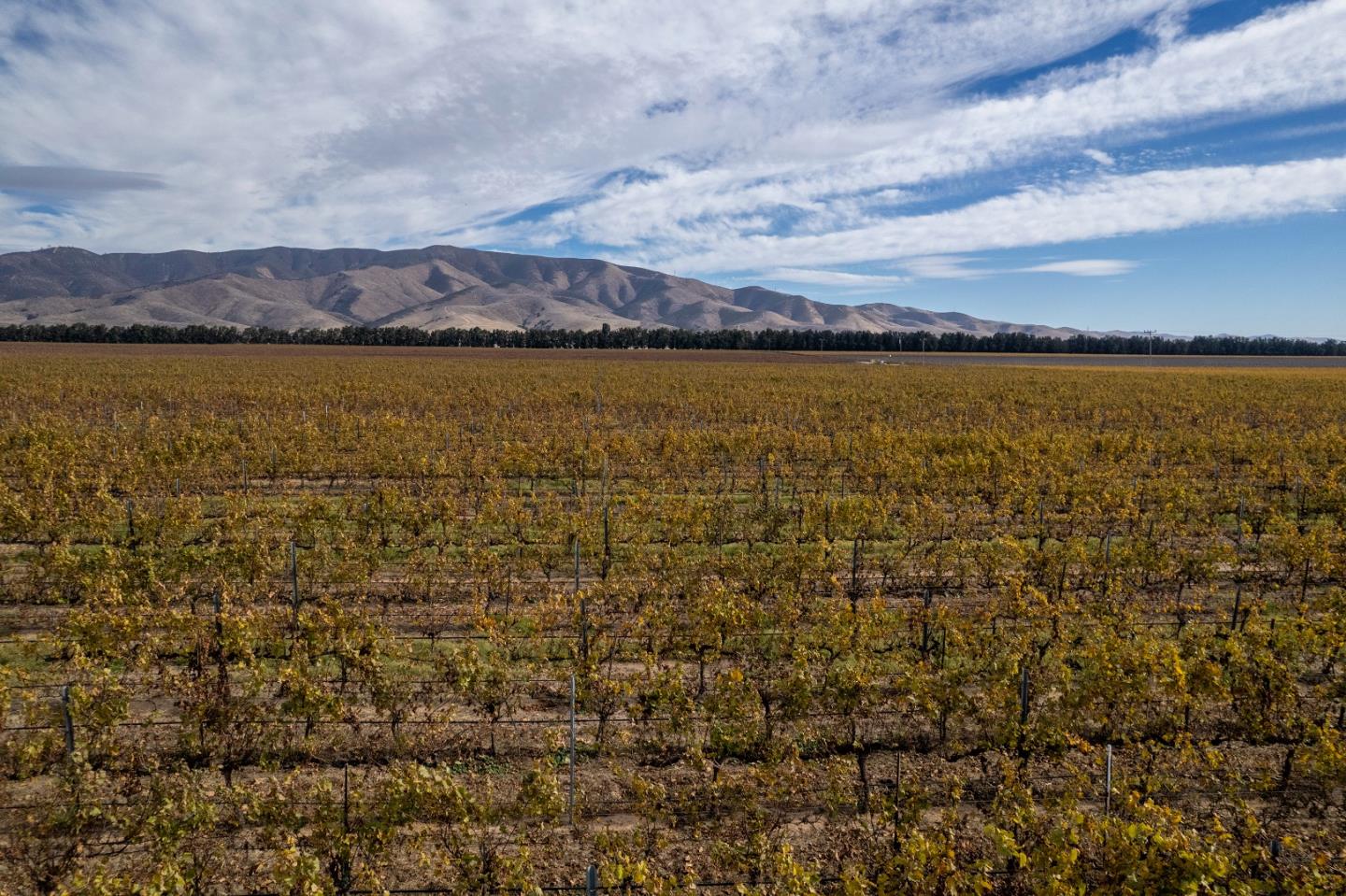 31102 Camphora Gloria Road