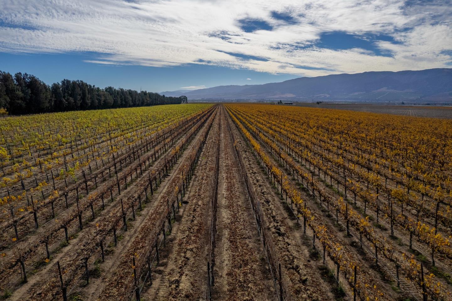 31102 Camphora Gloria Road