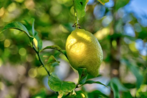 Tiny photo for 921 Arlington Road, REDWOOD CITY, CA 94062 (MLS # ML82035586)