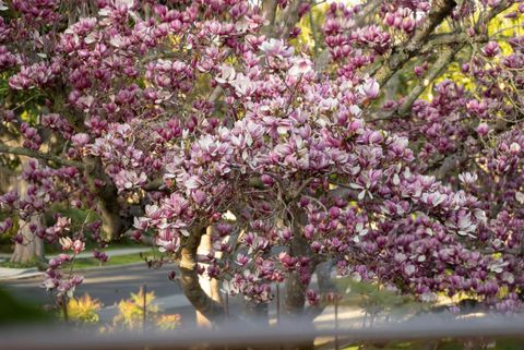 Tiny photo for 921 Arlington Road, REDWOOD CITY, CA 94062 (MLS # ML82035586)