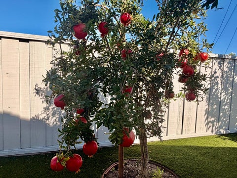 Tiny photo for 2121 Francis Avenue, Santa Clara, CA 95051 (MLS # ML82063341)