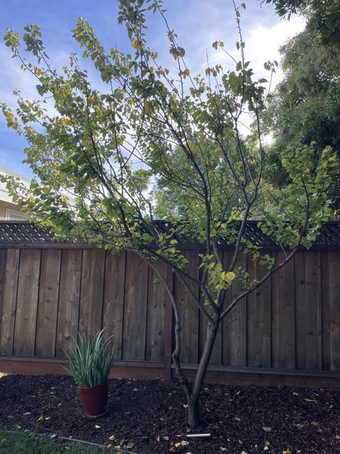 Tiny photo for 4065 Keith Drive, CAMPBELL, CA 95008 (MLS # ML82023552)