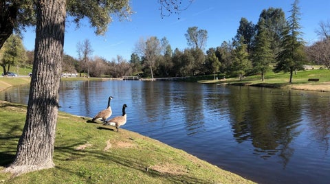 Tiny photo for 30159 Horseshoe Drive, Coarsegold, CA 93614 (MLS # ML82052431)