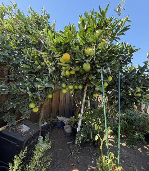 Tiny photo for 559 Bridge Street, WATSONVILLE, CA 95076 (MLS # ML82065075)
