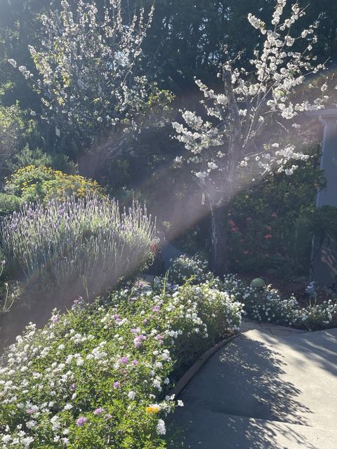 Tiny photo for 2506 Ralston Avenue, BELMONT, CA 94002 (MLS # ML82036862)