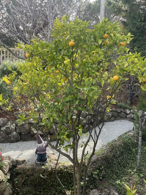 Tiny photo for 2506 Ralston Avenue, BELMONT, CA 94002 (MLS # ML82036862)