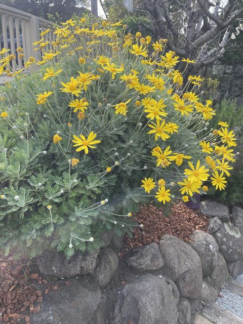 Tiny photo for 2506 Ralston Avenue, BELMONT, CA 94002 (MLS # ML82036862)