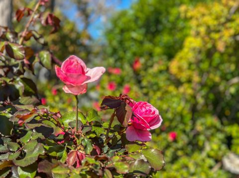 Tiny photo for 17981 Rose Court, MONTE SERENO, CA 95030 (MLS # ML82036848)