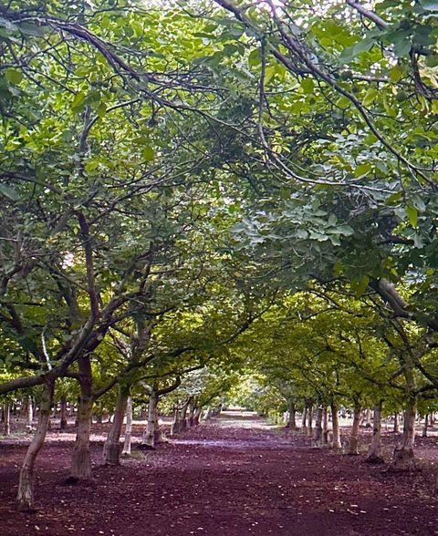 Tiny photo for 3719 N Hart Road, Modesto, CA 95358 (MLS # ML82026496)