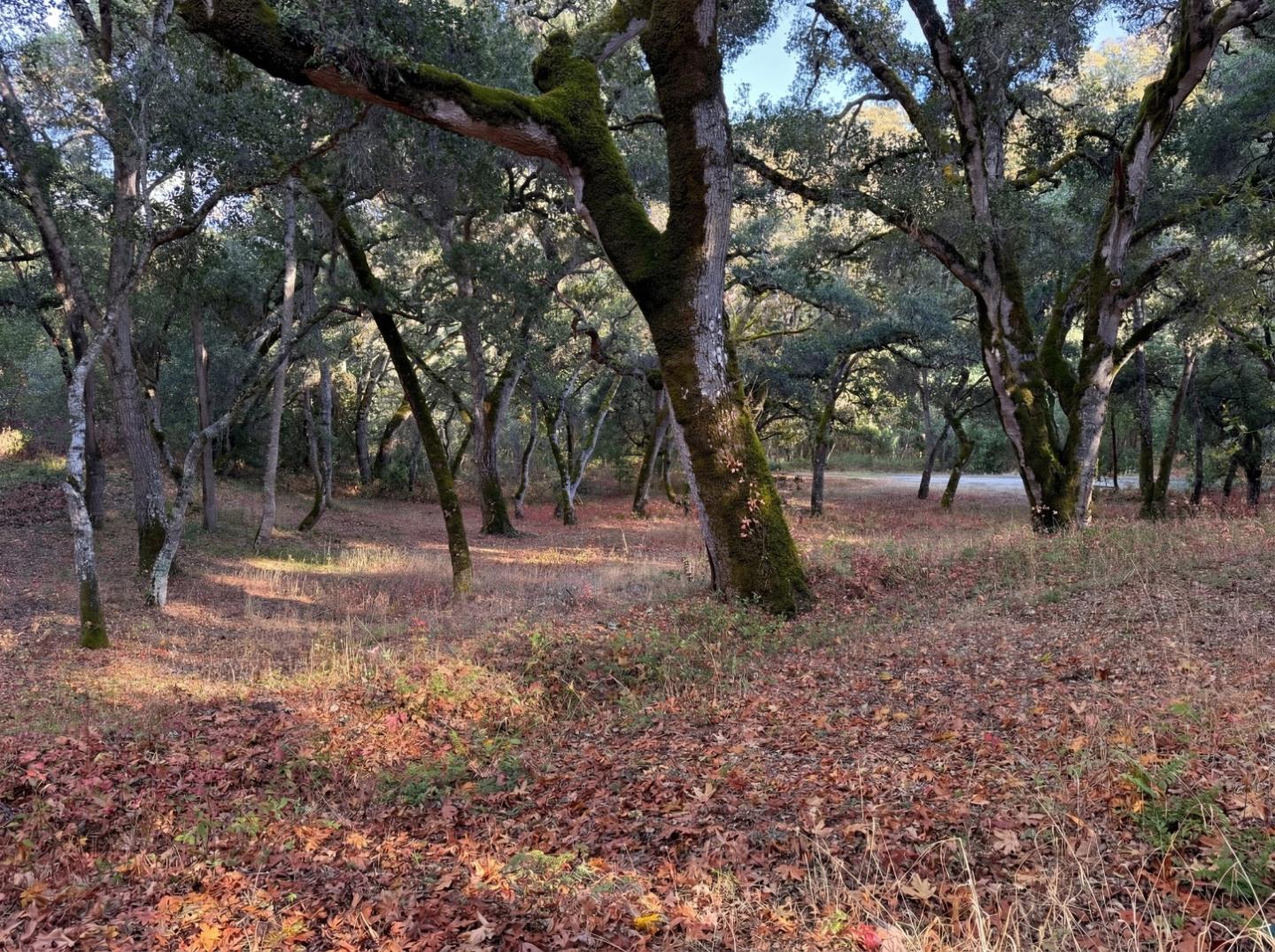 9 Garzas (Lot 49) Trail