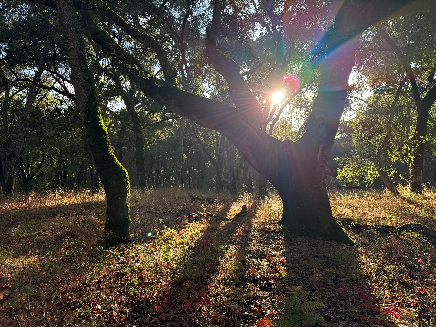 9 Garzas (Lot 49) Trail